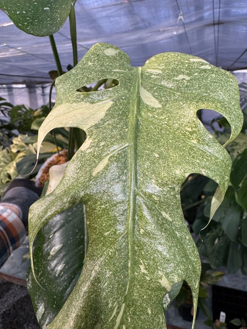 お*と様 T9モンステラ タイコンステレーション スターライト