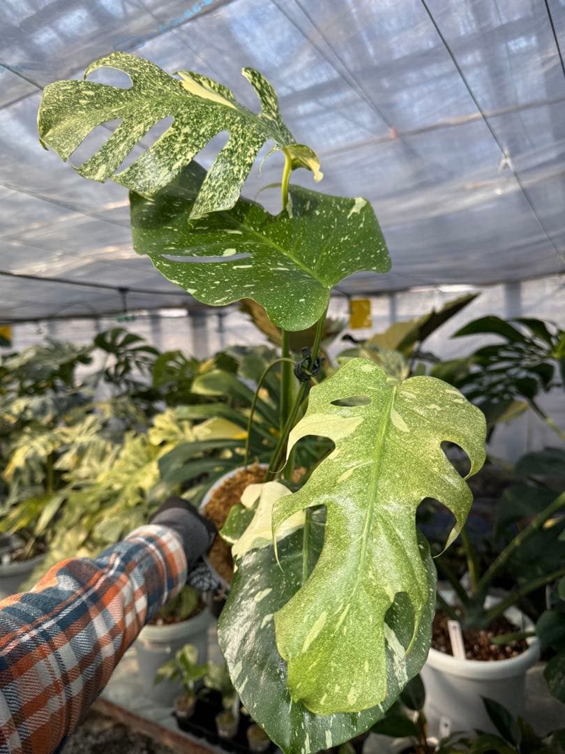 お*と様 T9モンステラ タイコンステレーション スターライト