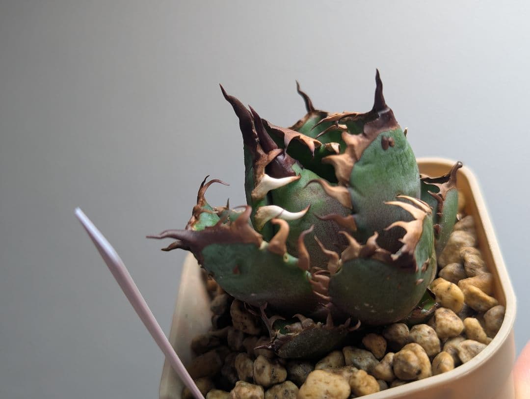 チタノタ「惡魔猫」超コンパクト 超裏棘 タグ・鉢ごと発送 楽天市場】アガベ チタノタ シーザー 凱撒 優良血統超極上棘 美株 中株