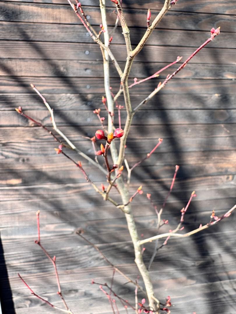 シロモジ【現品発送】管理80010