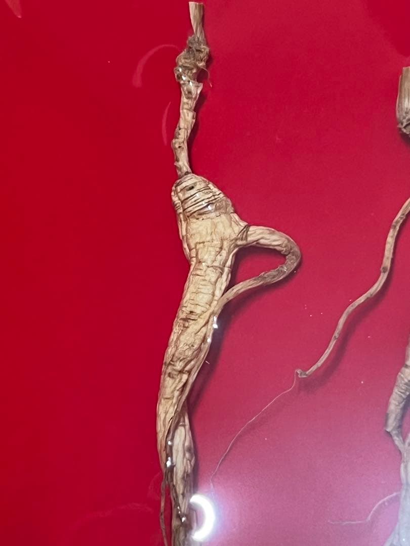 中国東北】20年物3本 高麗人参 高級野山人参 桓仁県産 - メルカリ