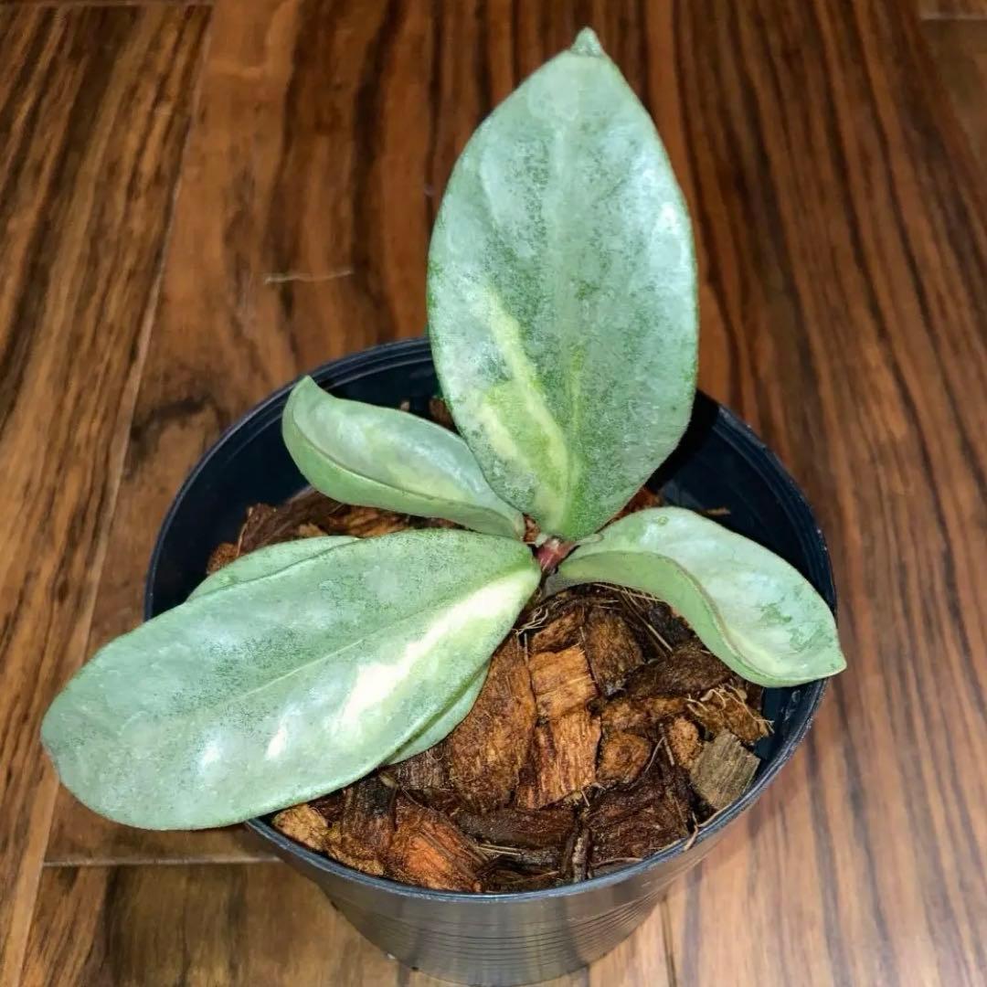 ホヤ アルゲンティア プリンセス - メルカリ