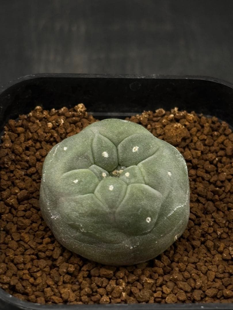 ロフォフォラ Y×T 疣銀冠玉 実生 ① - メルカリ