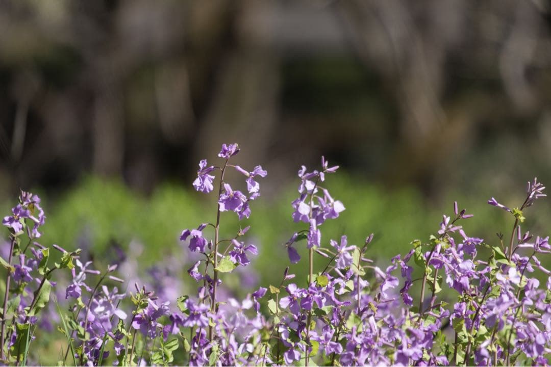 TAMRON 18-300mm F3.5-6.3 Sony α Eマウント