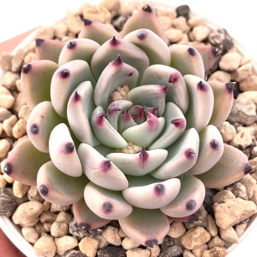 極上苗】青札 ざわわ×リンゼアナ 多肉植物 おらいさん 自家繁殖苗