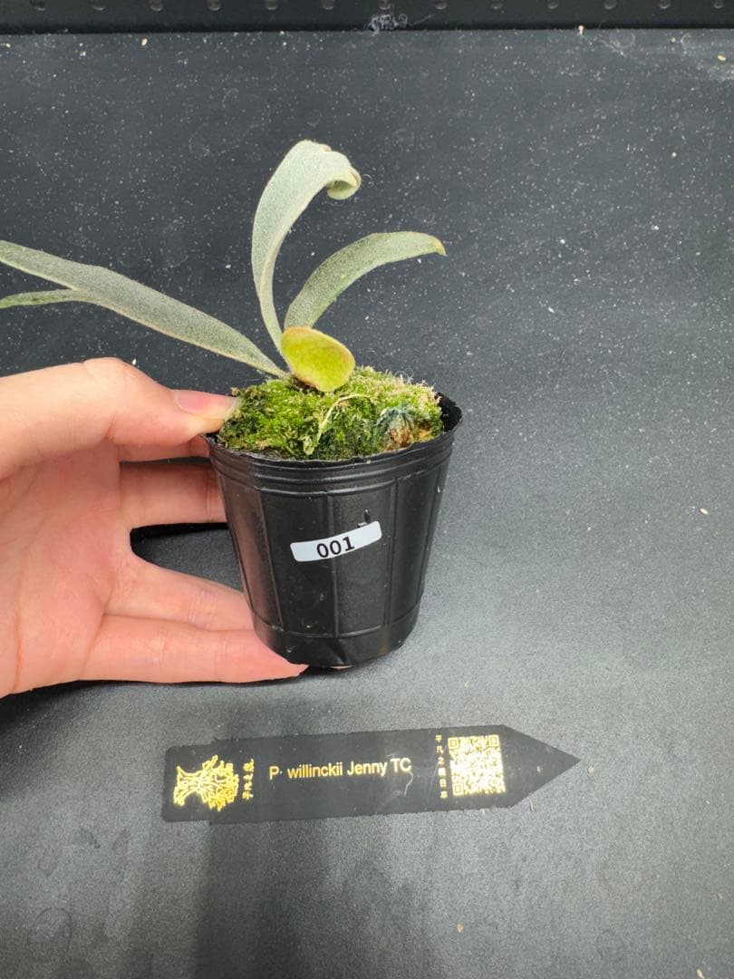 ビカクシダ P. willinckii Jenny TC #001 - メルカリ