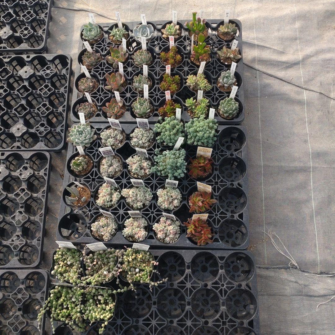 はるさん専用 ATSスライド | シザーズ内山特約代理店 forfelix(フォルフェリクス）