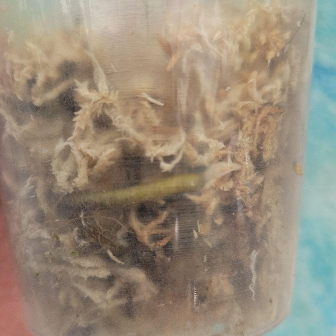 最終値下げ！斑入りモンステラ☆希少最高セブブルーミント☆トップカット発根済み