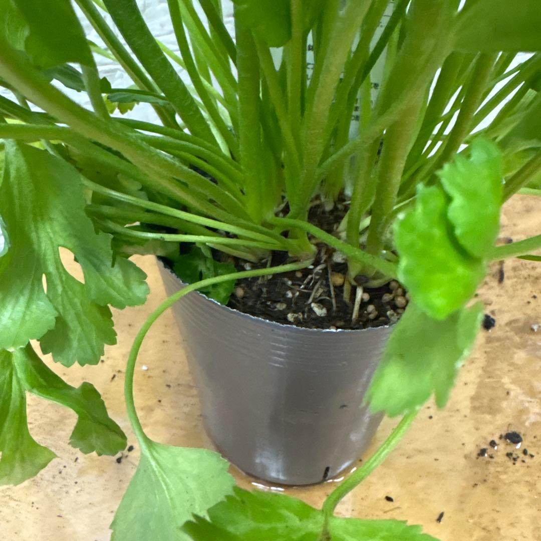 ジャイ様同梱用ラナンキュラスラックス♡イカロス♡3.5号ロング - メルカリ