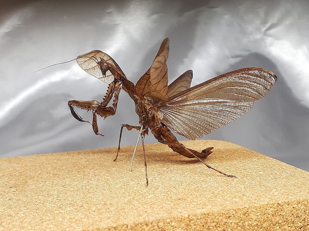 マオウカレハカマキリ雄 立体標本 魔王枯葉 - メルカリ