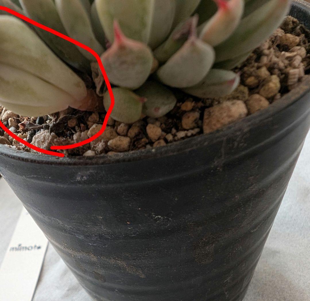 ザラゴーサSPノバ カット苗 札なし - メルカリ