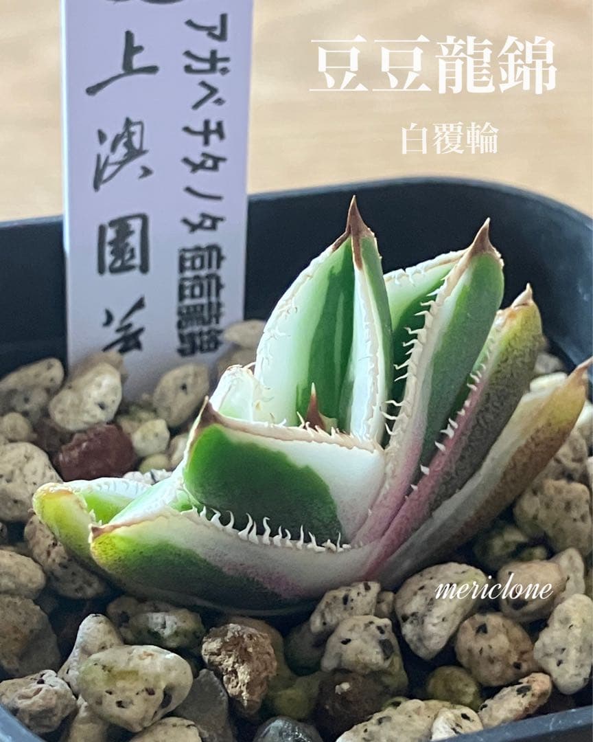 速達【鉢ごと発送】希少 選抜 活着済み アガベ チタノタ 豆豆龍錦 白覆輪