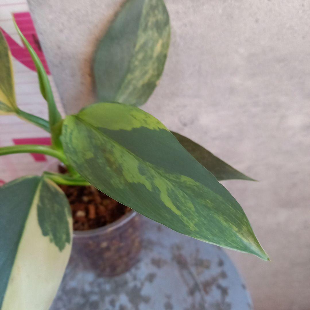 超希少 フィロデンドロン シルバーソード斑入 (ハスタータム斑入)