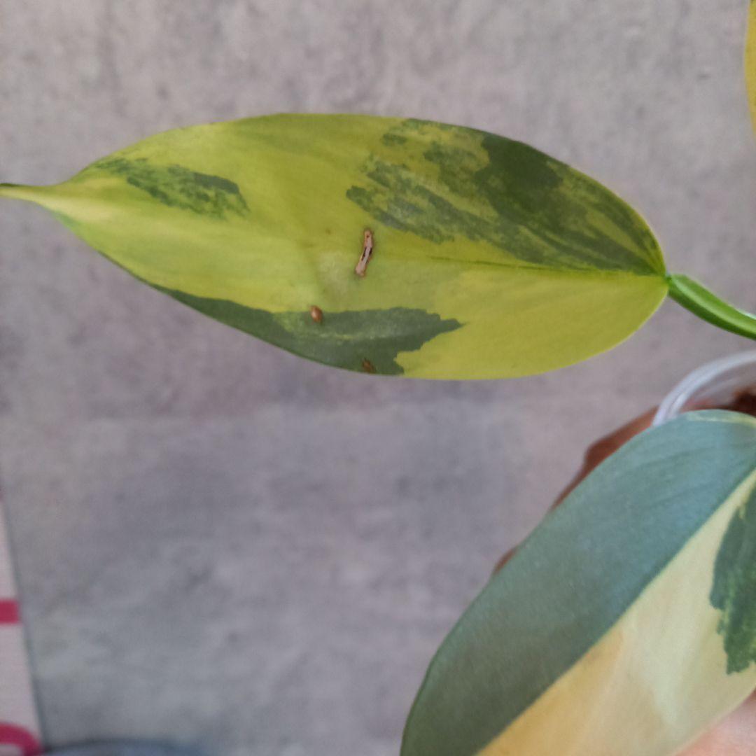 超希少 フィロデンドロン シルバーソード斑入 (ハスタータム斑入)