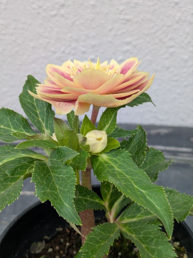 希少◆広瀬園芸 認定タグ付「ソレイユ」イエロータイプ 多弁 極美個体