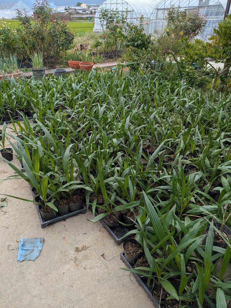 値引きセール！フェニックス カナリーヤシ 苗 50株セット 30cm