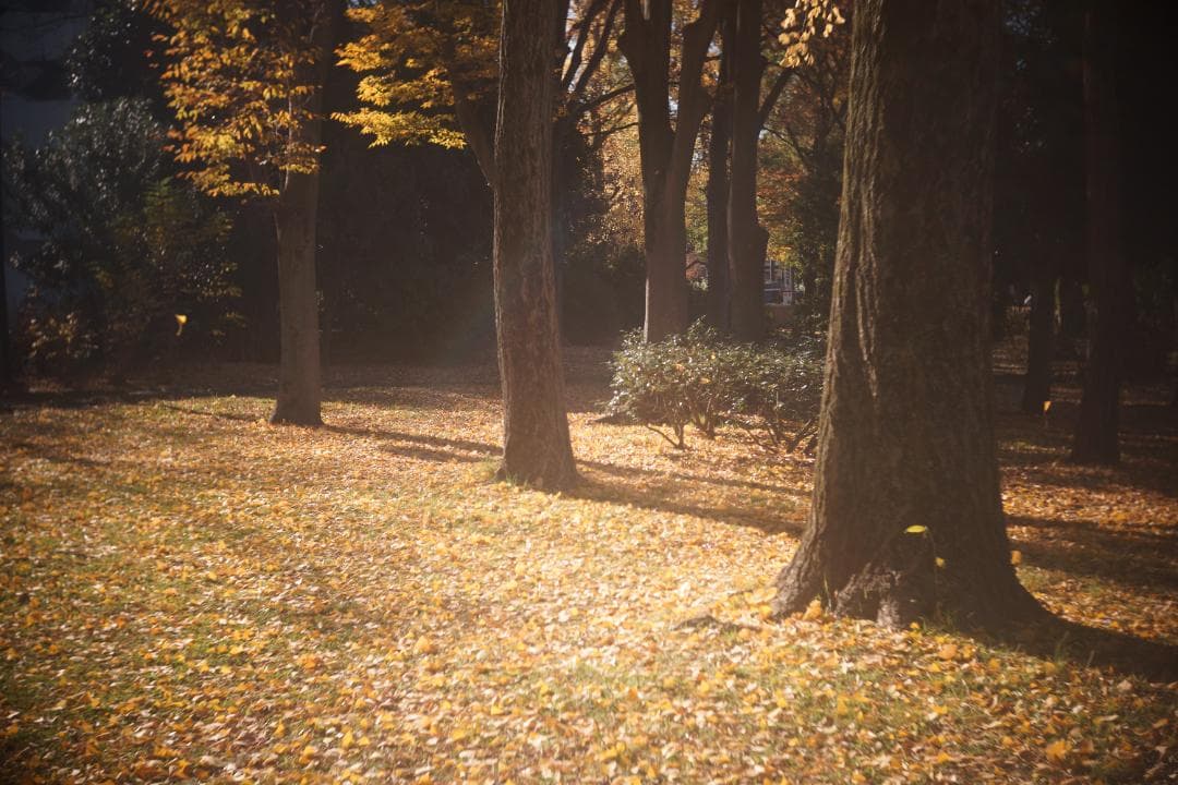 限界値下げ！Som Berthiot Cinor 50mm f3.5 M改 銘玉 - メルカリ