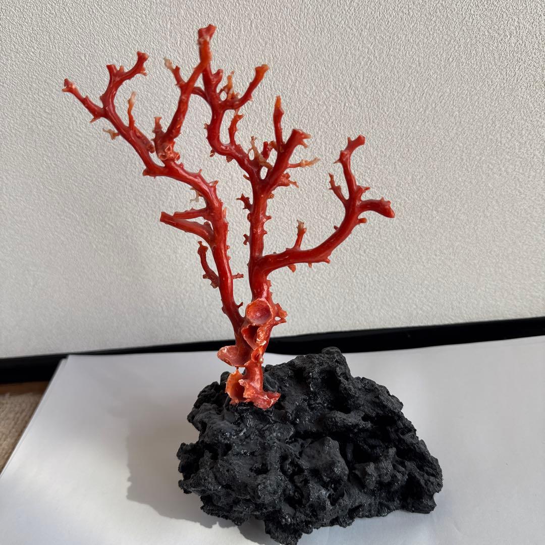 赤珊瑚　拝見 楽天市場】日本・高知沖産赤珊瑚の拝見 原木 家宝 置物 飾り 盆栽風