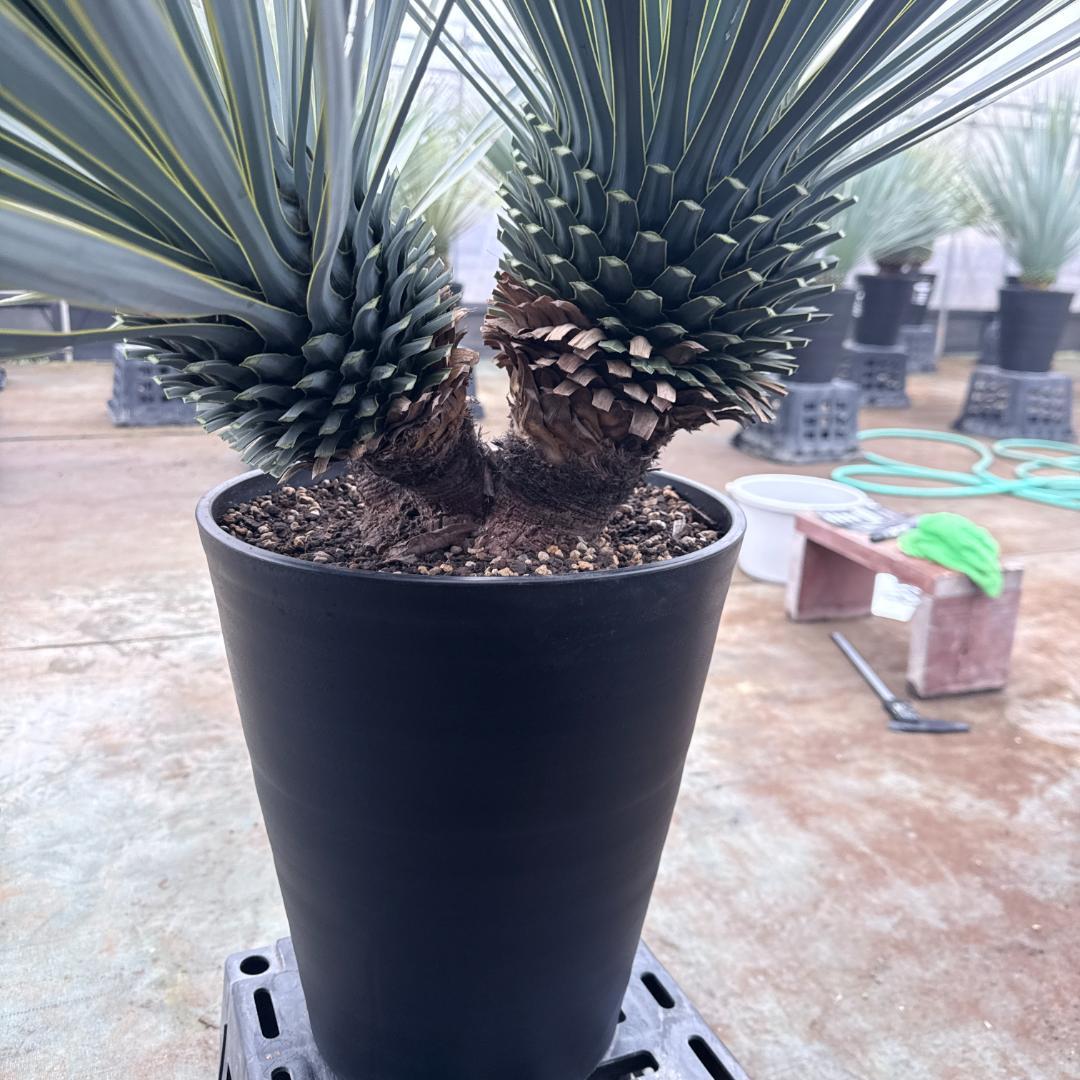 AL1200】ユッカ ロストラータ トリプルヘッド - メルカリ