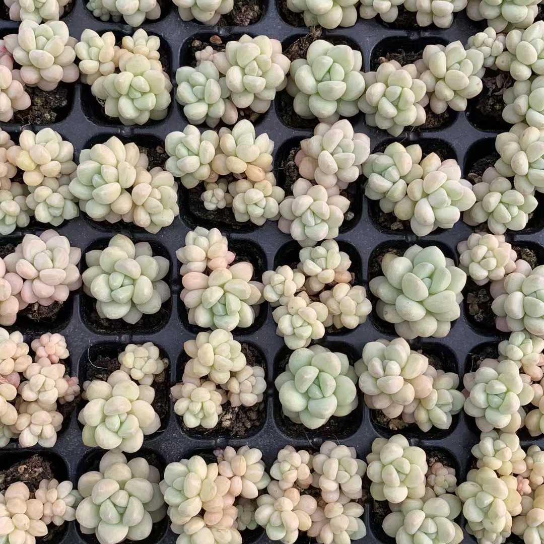 Top【選抜株】多肉植物 25413バブルガム105個 プラグトレー苗 - メルカリ