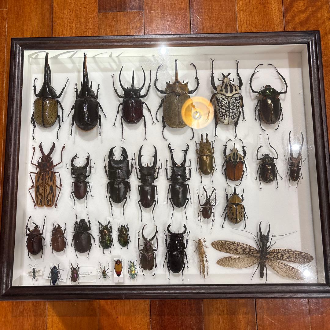 ダイオウサソリ 標本 大型 最終値下げ