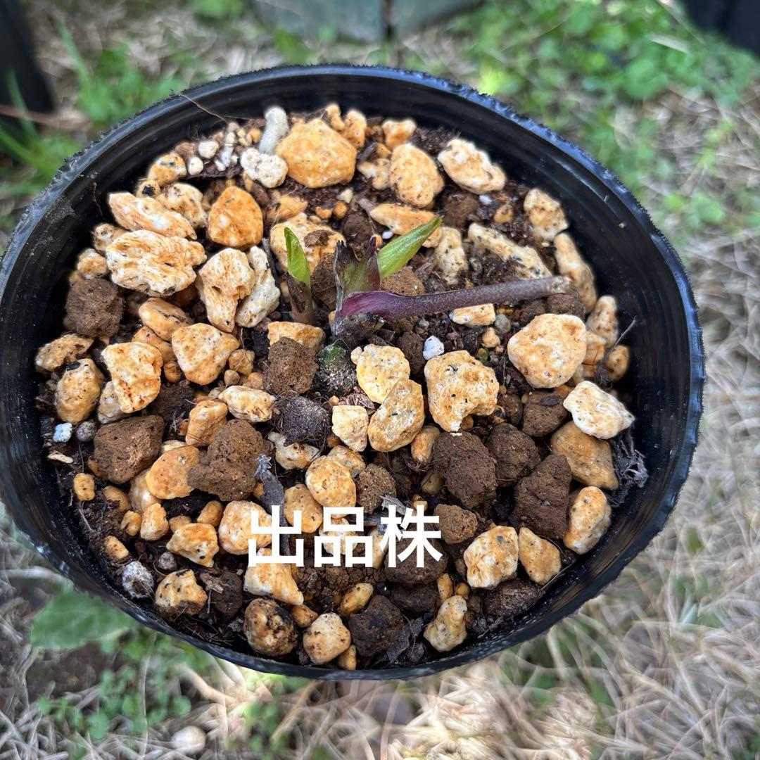 加藤農園 クリスマスローズ アンティークアフロディーテ 株分 - メルカリ