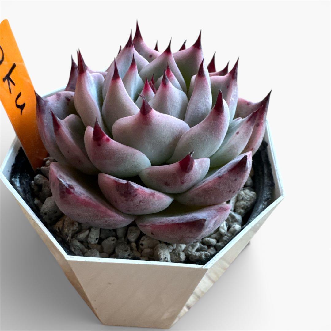 miyaさん苗 命名株 Haku 希少 ゆうパック発送② - メルカリ