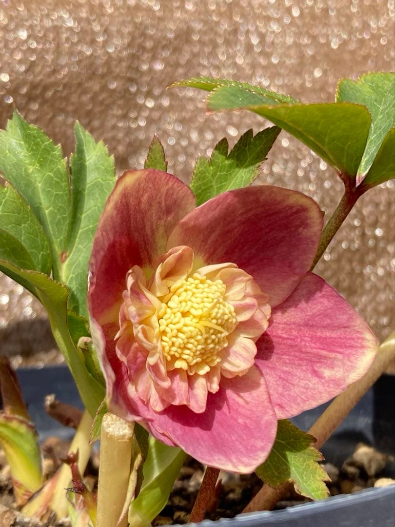 クリスマスローズ開花株 広瀬園芸ソレイユセミダブル - メルカリ