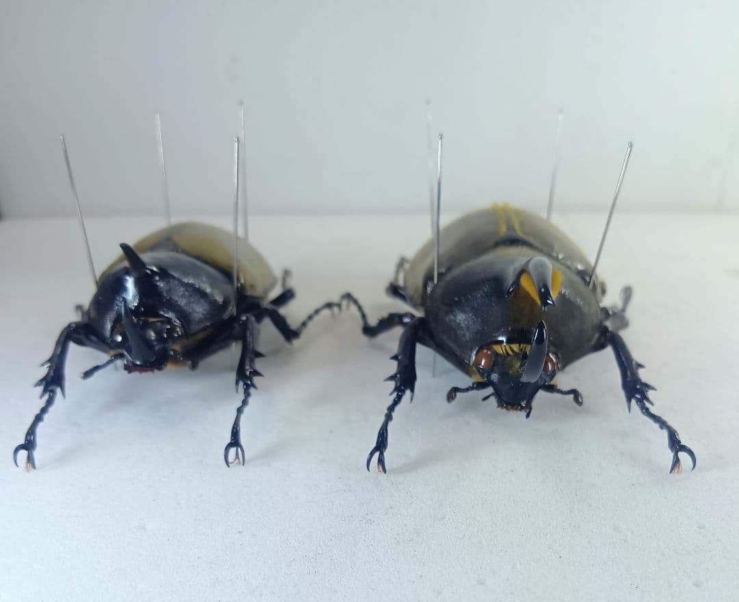 ※TKKWI_HER購入、野外標本2種セット