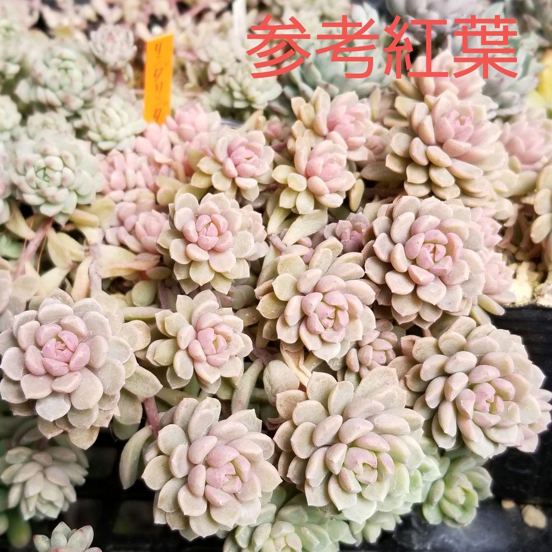 子株いっぱい リンダリンダ ⑱ 抜き苗全て ぼのぼのさん 多肉植物 6cm