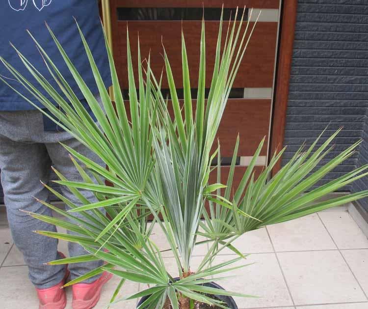 現品】ブラヘア・スーパーシルバー 10号 2G番 ヤシの木 椰子の木