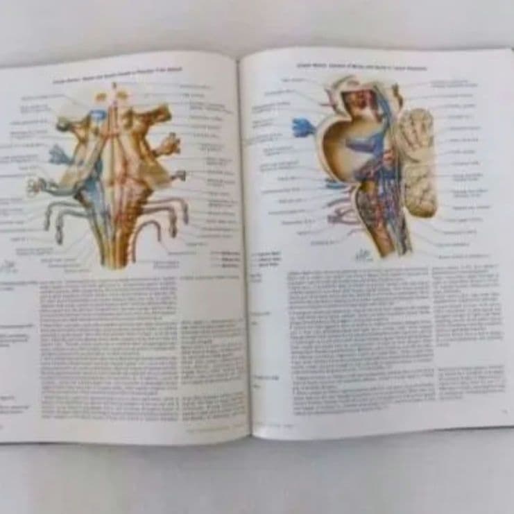 洋書 ・希少 CIBA医学イラスト集第1巻 Ⅰ フランクH.ネッター／英語版