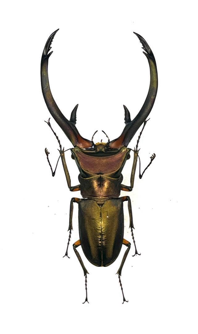 美形 エラフスホソアカクワガタ標本 - メルカリ