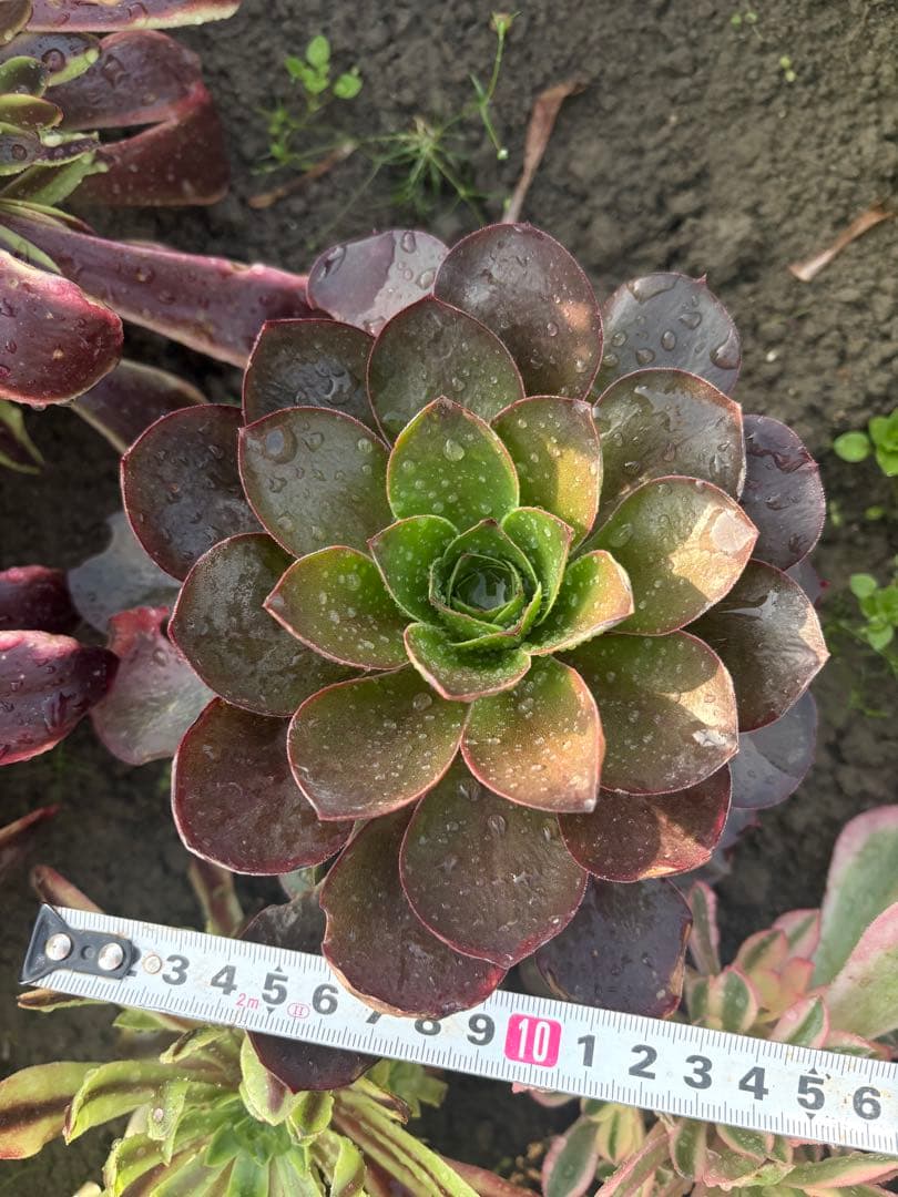 アエオニウム 魅金ローズ - メルカリ