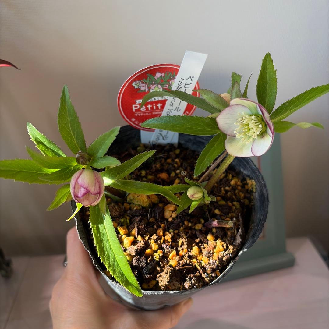 【横山園芸】クリスマスローズ ベビードール（プチドール）《1/10》ピコティ