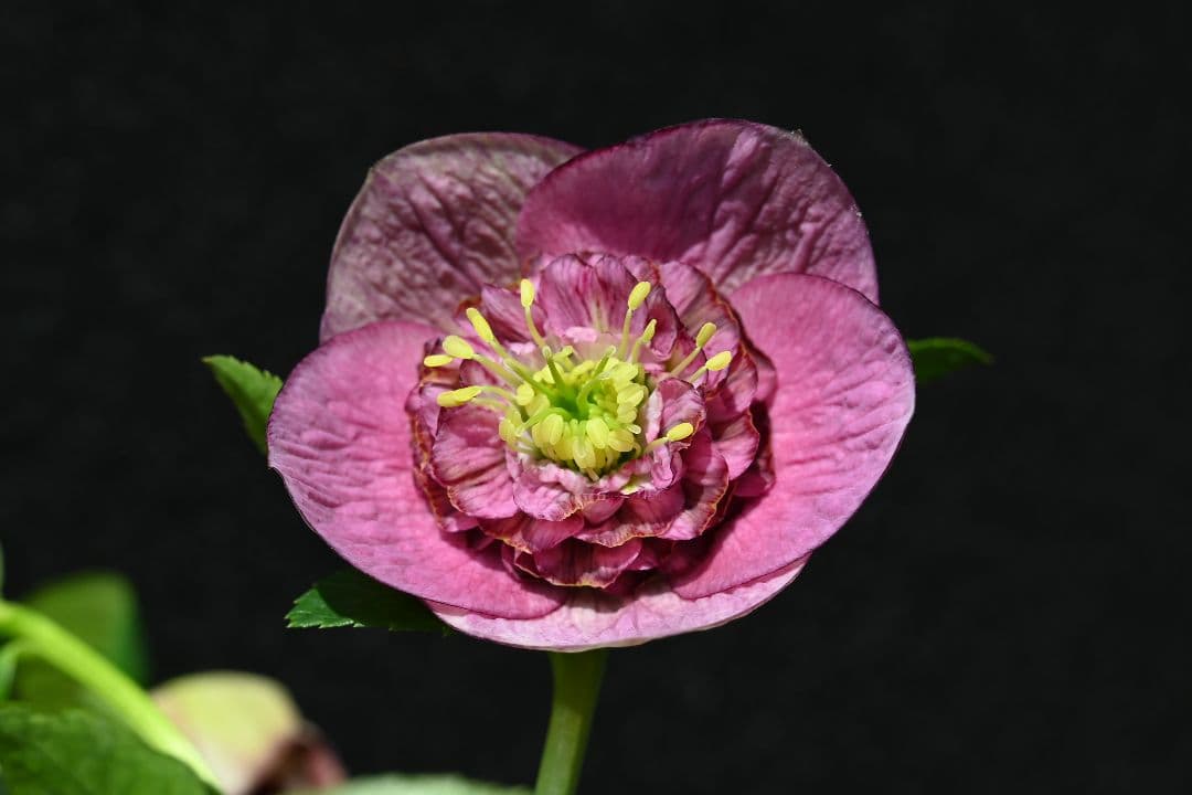 クリスマスローズ 認定！レッドモーリー 加藤農園 - メルカリ