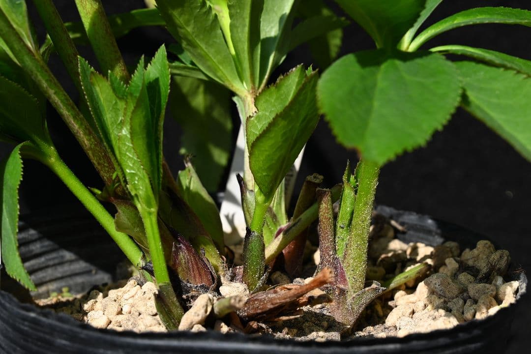 クリスマスローズ 認定！レッドモーリー 加藤農園 - メルカリ