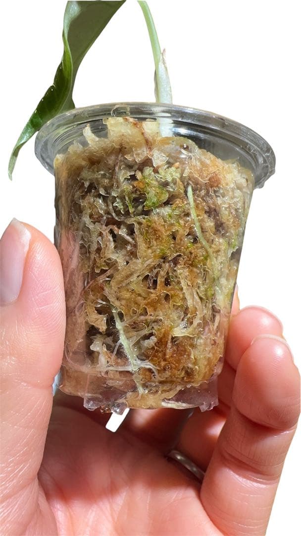 Maharani albo マハラニアルボ - メルカリ