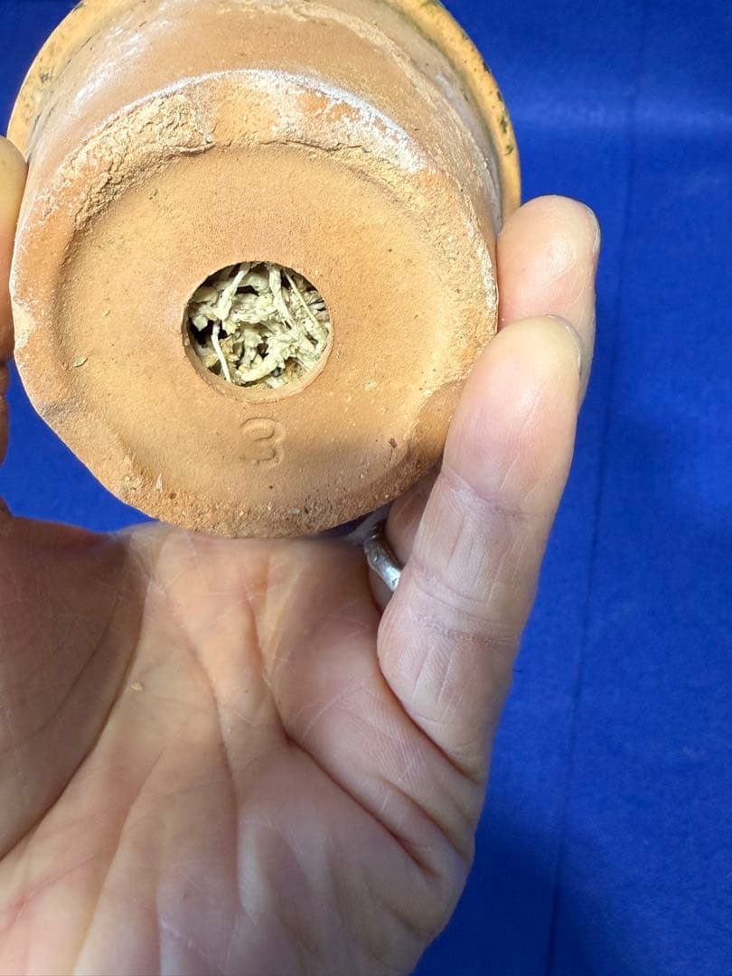 103 タケノコラン Clowesia 'Queen knight'(OG) - メルカリ