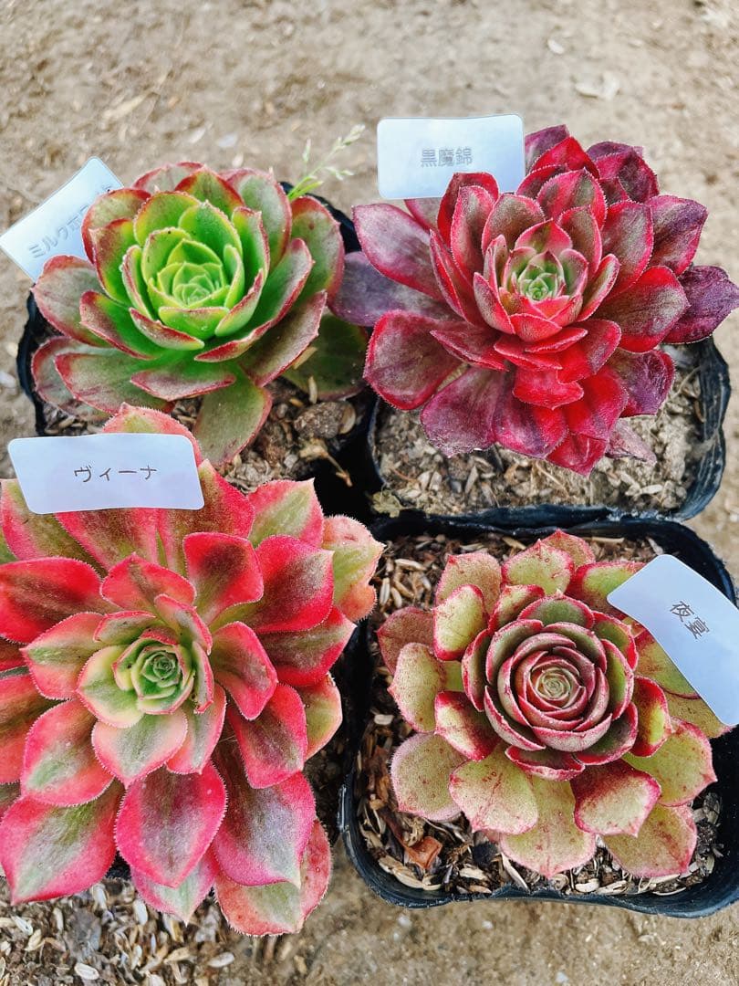 26 多肉植物 アエオニウム 抜き苗 4種セット - メルカリ