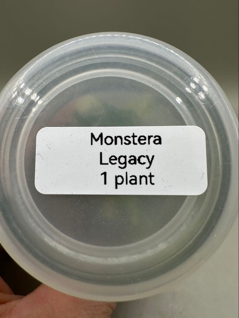 MonsteraLegacy モンステラ レガシー 斑入り - メルカリ