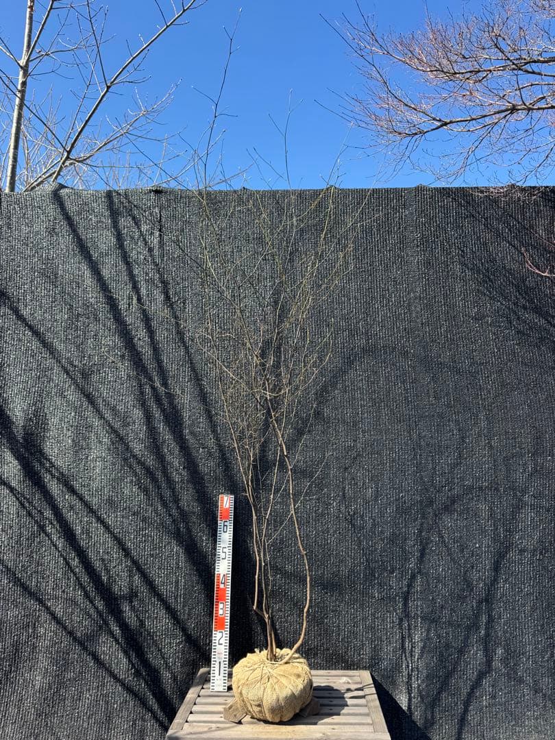 クロモジ 山採り 【品番3557】 - メルカリ