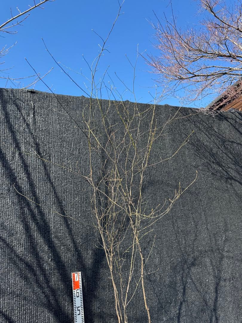 クロモジ 山採り 【品番3557】 - メルカリ