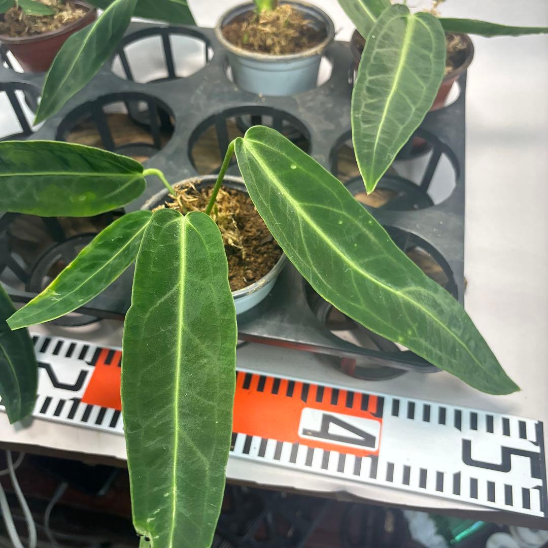 ま*あ様 5株セットms89アンスリウム・ワロクアナム