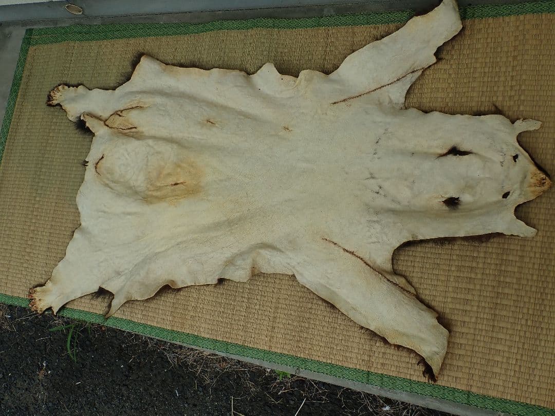 ツキノワグマ 毛皮 - メルカリ