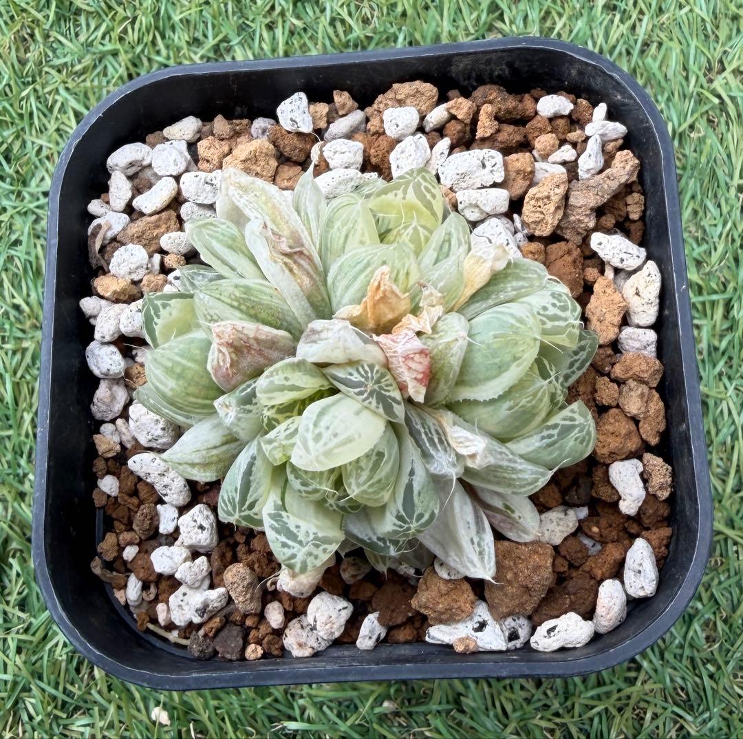 専用 多肉植物 ハオルチア 白銀の露 1頭分① ハオルチア・白銀の露｜🍀GreenSnap（グリーンスナップ）