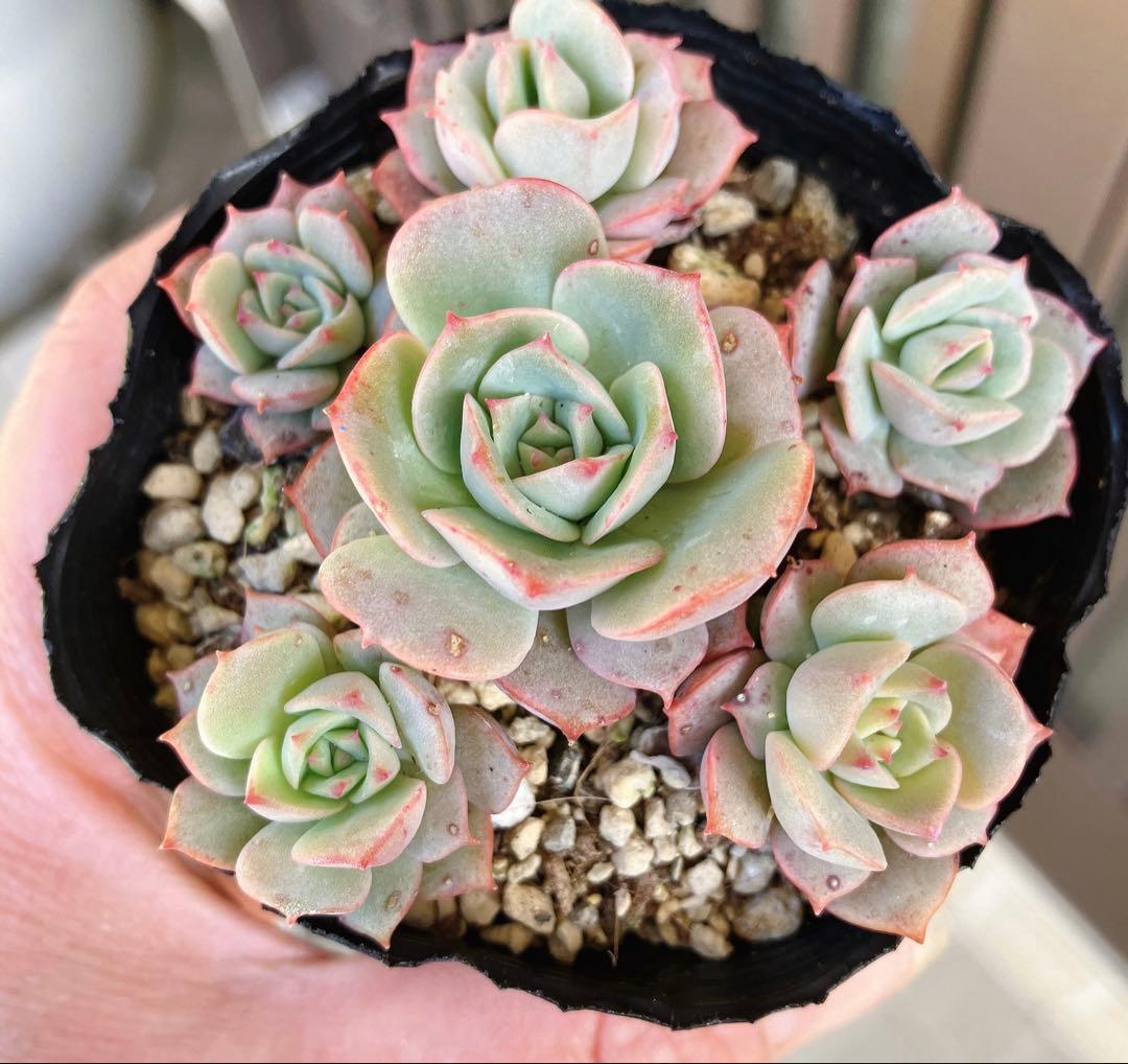 みかちゃん様おまとめです(*^^*)