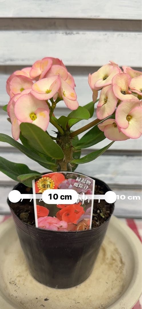 ハナキリン 八福神 ピンク ポット鉢土付き苗 お届け後このまま飾れます