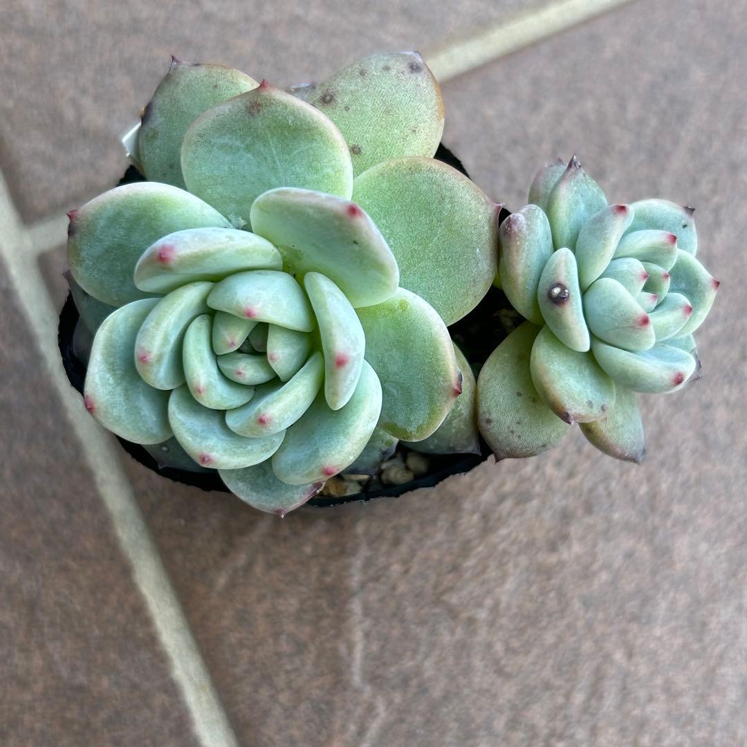 多肉植物 ももりん 抜き苗 - メルカリ