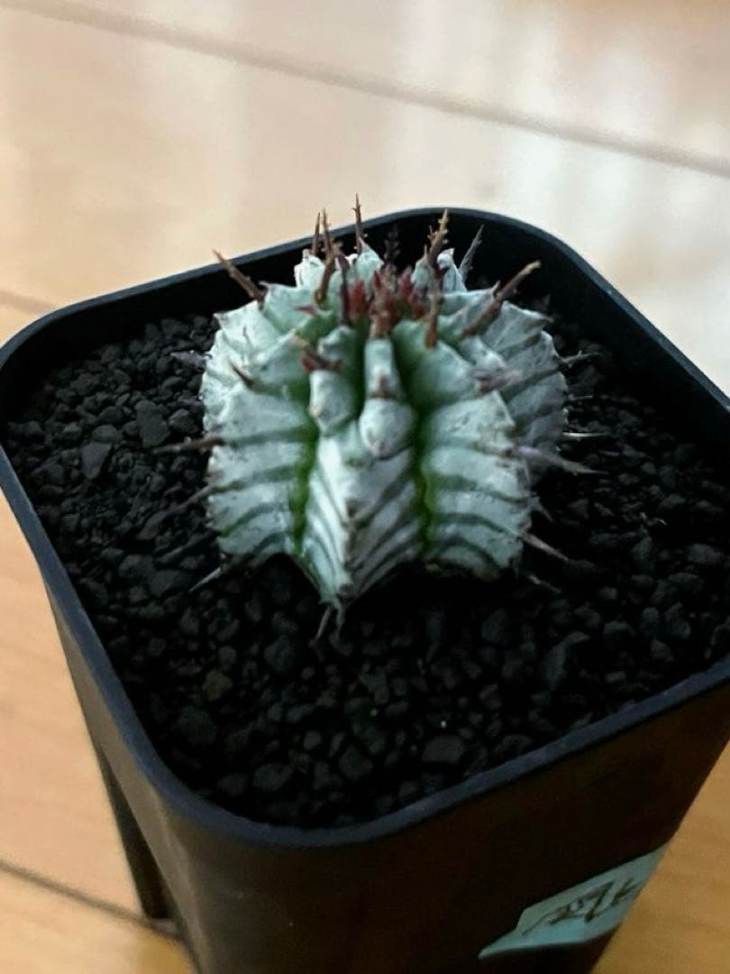 ユ*チ様 ユーフォルビアホリダ 関上No.2ゼブラホリダ×宇田ゼブラホリダ